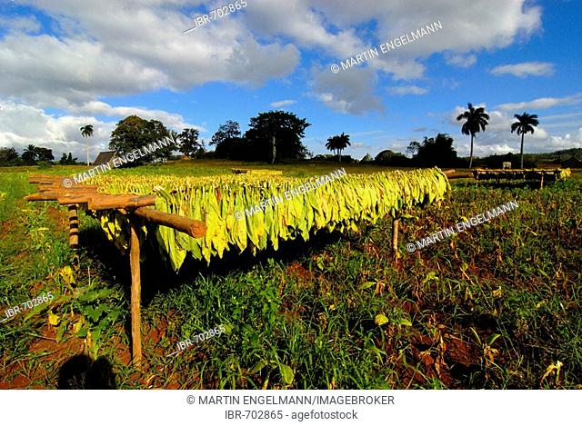 Tobacco plants in Vinales, Pinar del Río, Cuba, Caribbean, Americas