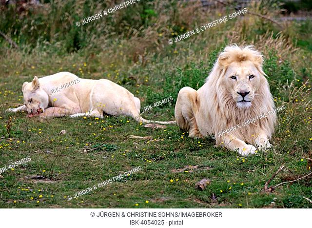 Lions (Panthera leo), adult pair, white lions, colour mutation, female feeding, native to Africa, captive, England, United Kingdom