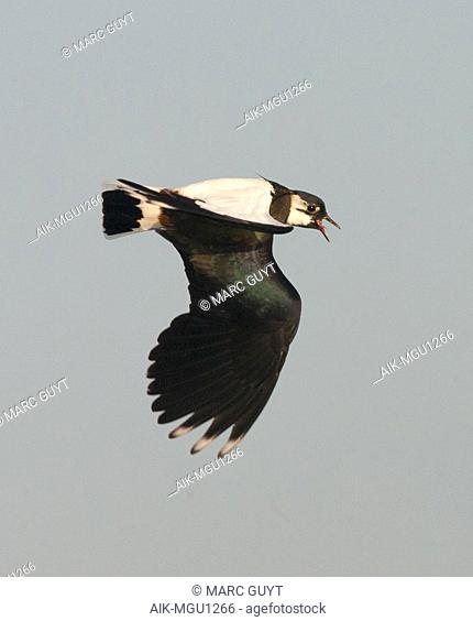 Displaying male Northern Lapwing (Vanellus vanellus), flying upside down