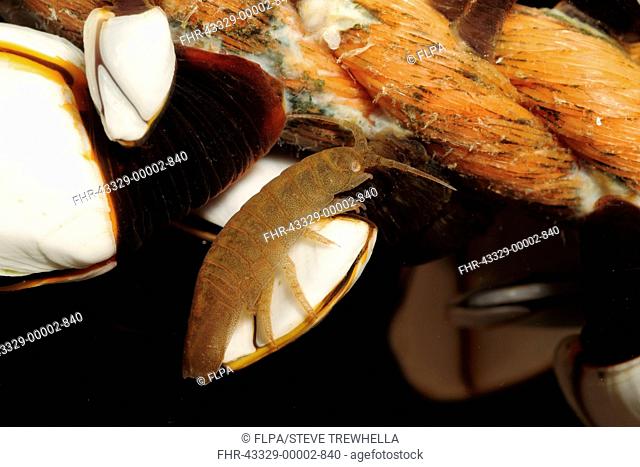 Pelagic Isopod (Idotea metallica) adult, amongst Goose Barnacles (Pedunculata sp.) (captive)