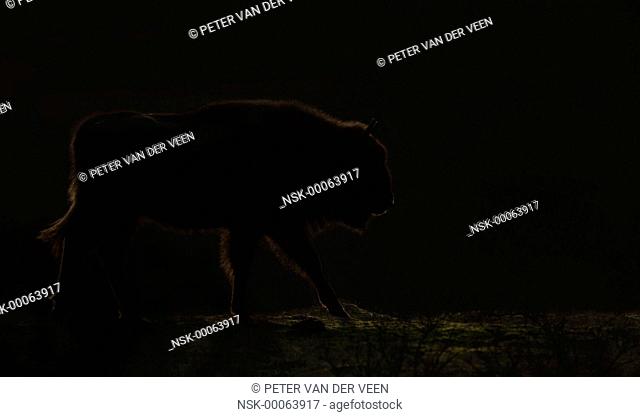 European Bison(Bison bonasus) in first light, The Netherlands, Kraansvlak