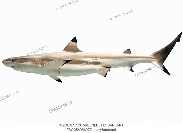 Side view of Australian blacktip shark, Carcharhinus tilstoni, isolated on white. Is a species of requiem shark, family Carcharhinidae