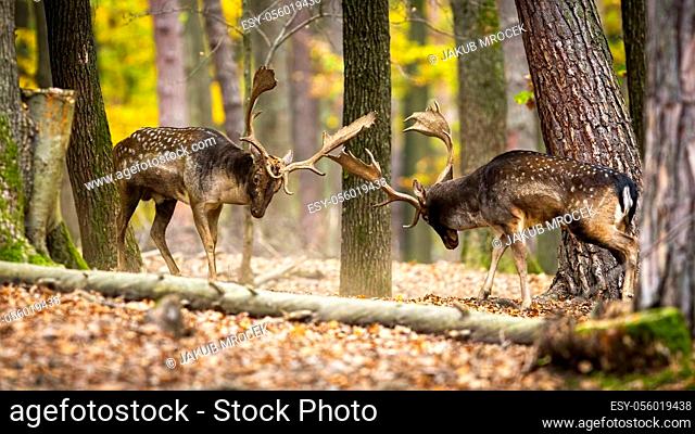 Two majestic fallow deers, dama dama, fighting in autumn forest. Two territorial stags in battle during rutting season. Dominant mammals in action inside...