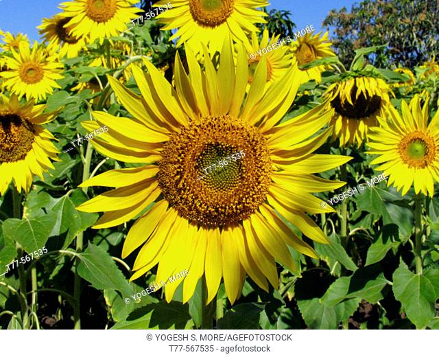 Sunflowers, Helianthus annuus L. Bot. syn.: Helianthus aridus Rydb., Helianthus lenticularis Dougl. ex Lindl. pune-satara road, Maharasthra, India