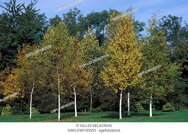 BETULA PAPYRIFERA TREES IN A GROUP WITH GRASS TO THE FORE