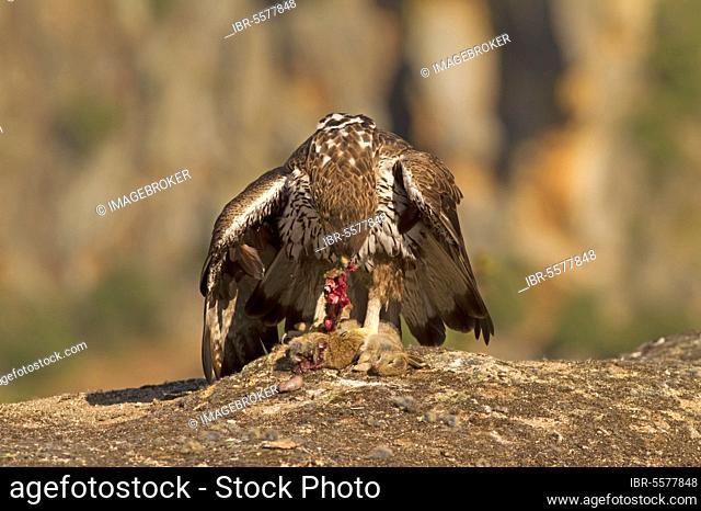 Bonelli's Eagle (Aquila fasciata) adult, feeding on European Rabbit (Oryctolagus cuniculus) prey, Castilla y Leon, Spain, Europe