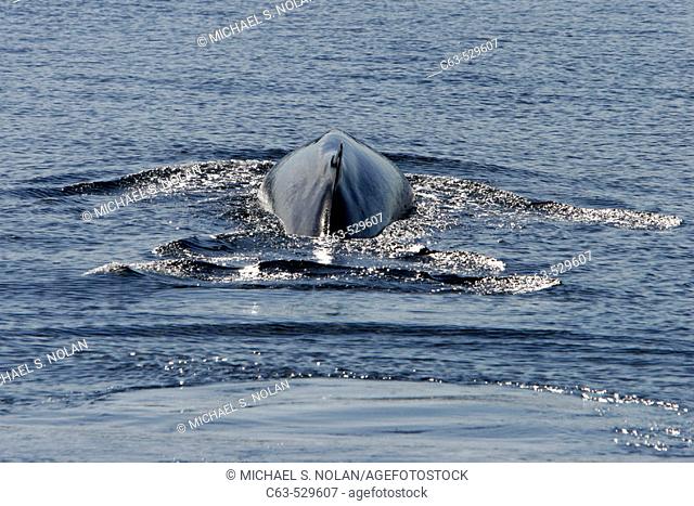 Adult Fin Whale (Balaenoptera physalus) surfacing in the lower Gulf of California (Sea of Cortez), Mexico