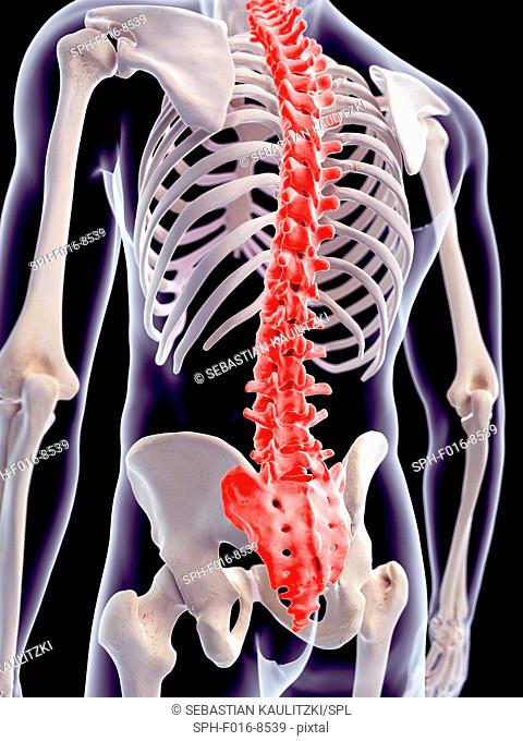 Human spinal pain, illustration
