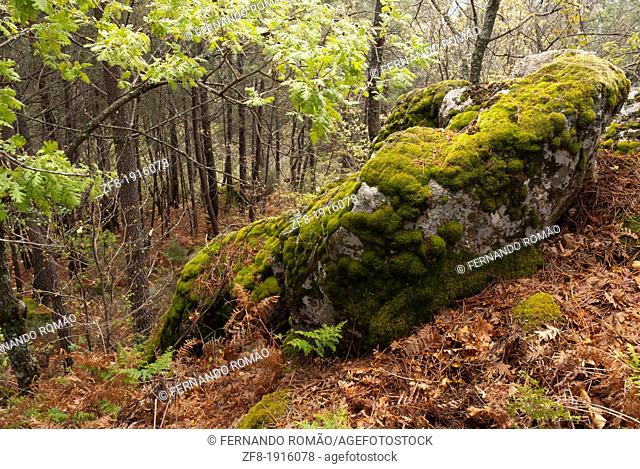 Granite rock in the forest, at Guarda, Portugal