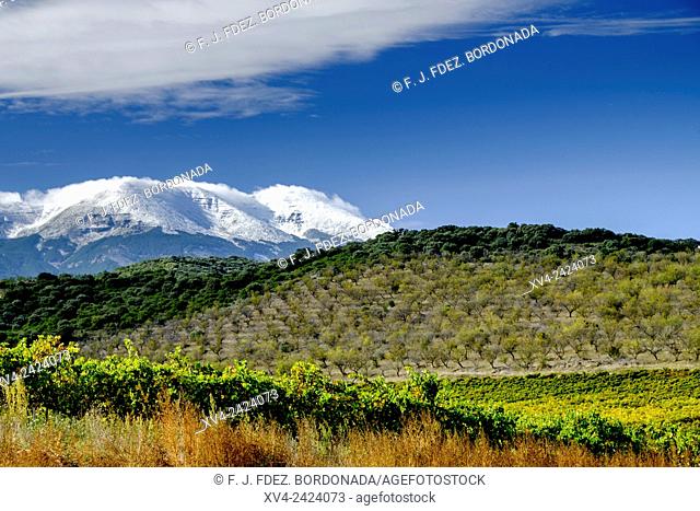 Veruela vineyard. Tarazona and Moncayo region, Aragon, Spain