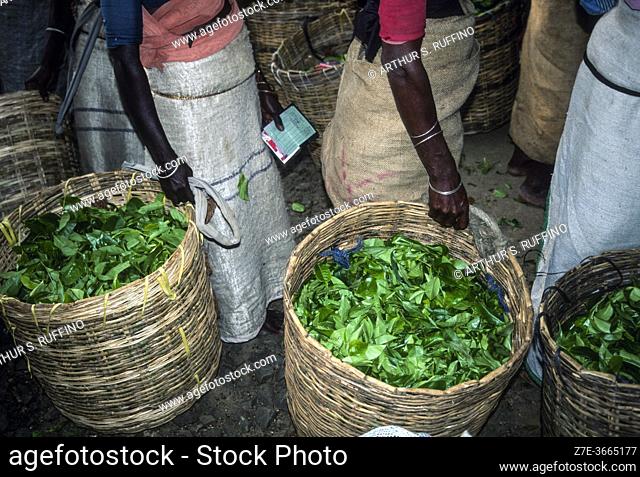 Plantation workers at a weighing station waiting to have their tea baskets weighed. Nuwara Eliya, Sri Lanka