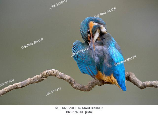 Kingfisher (Alcedo atthis), female preening, Swabian Alb biosphere reserve, Baden-Württemberg, Germany