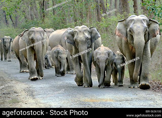 Herd of elephants on the indian elephant (Elephas maximus indicus), Corbett N.P., Ramnagar, Uttarkhand, India, Asia