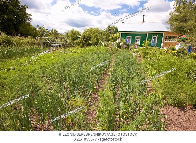 Vegetable garden at a dacha  Kaluga region, Russia