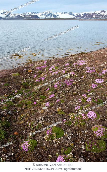 Tufted saxifrage, Saxifraga cespitosa L and Purple Saxifrage, Saxifraga oppositifolia L , Tundra flowers, Spitsbergen, Svalbard, Arctic