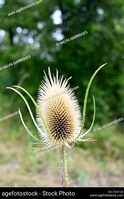 Dried typical thistle flower