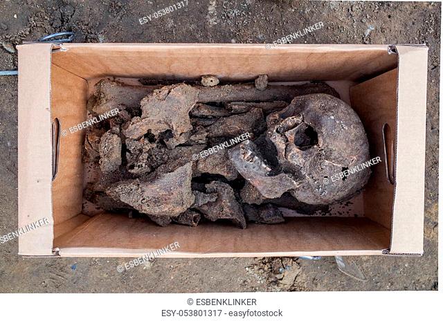 Archaeological excavation with skeletons and skull taken from the ground and placed in a storage box ready for preservation