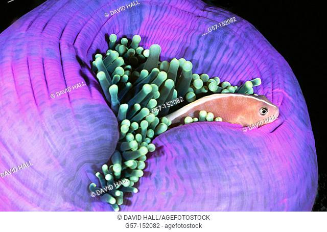 Skunk Anemonefish in Sea Anemone. Andaman Sea. Thailand