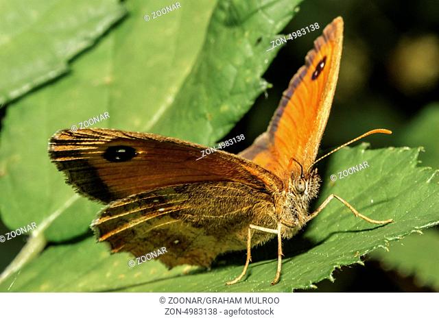 Gatekeeper Butterfly (Pyronia tithonus) Berkshire