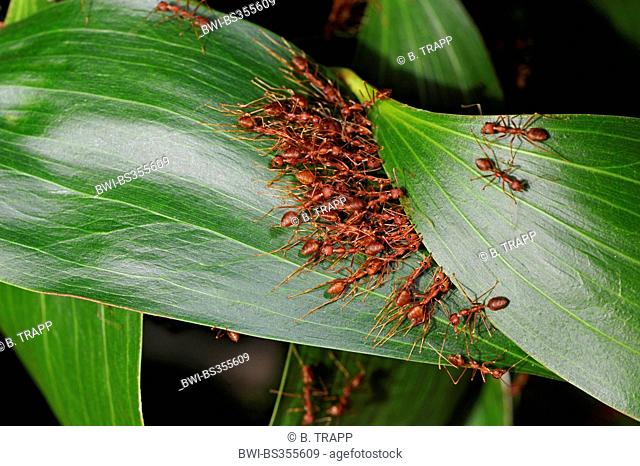 Weaver Ants (Oecophylla spec.), weaver ants pulling leaves together, Sri Lanka