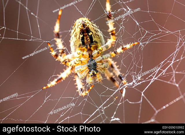 Garden cross spider sitting on web - back side portrait, Araneus diadematus, Europe, Czech Republic wildlife