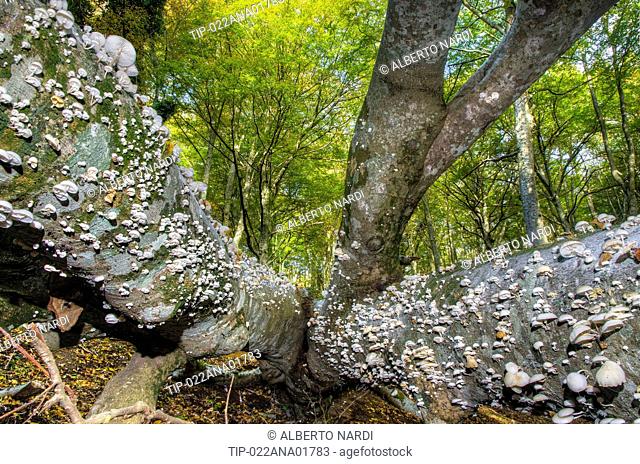 Italy, Puglia, Gargano National Park, Foresta Umbra Nature Reserve - Beech woodland, fungi (Oudemansiella mucida) on decaying log of an old beech