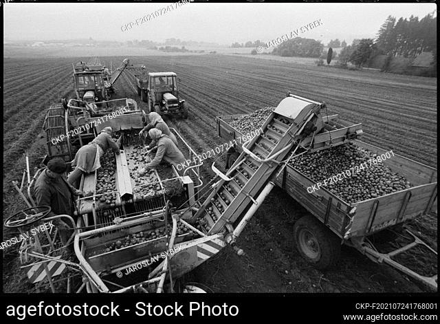 ***SEPTEMBER 1981 FILE PHOTO***  The workers of the Unified Agricultural Cooperative 1. maj in Brezi u Tyn nad Vltavou have sown potatoes on 220 hectares this...