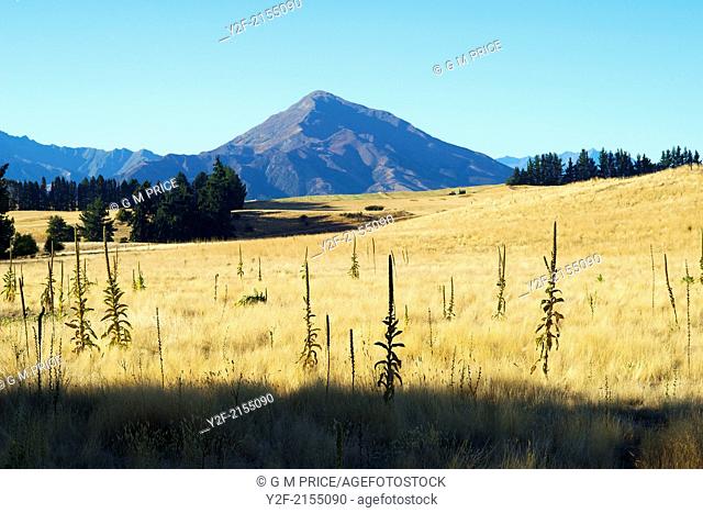 dry grassland near Wanaka, Otago, New Zealand