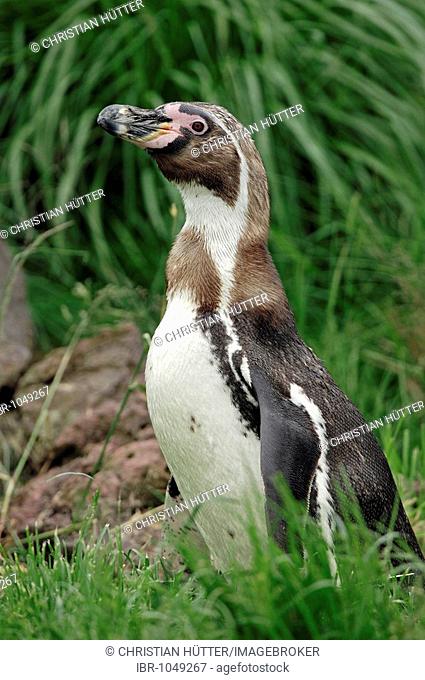 Humboldt Penguin, Peruvian Penguin (Spheniscus humboldti)