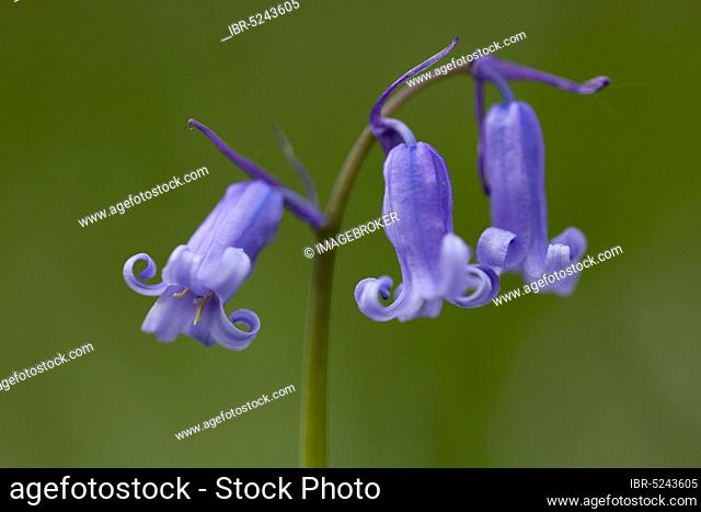 Bluebell (Hyacinthoides non-scripta) in the blue forest, Hückelhoven, North Rhine-Westphalia, Germany, Europe