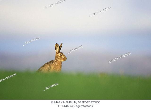 Brown Hare (Lepus capensis) resting in grass field. Scotland. April