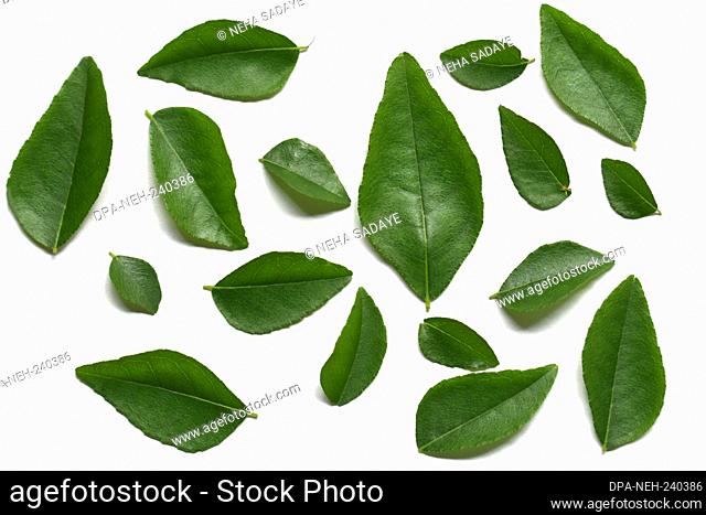 Fresh curry leaves isolated on white background