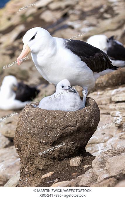 Black-browed Albatross ( Thalassarche melanophris ) or Mollymawk, chick with adult bird on tower shaped nest. South America, Falkland Islands, January