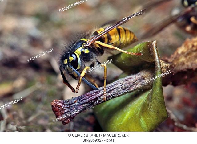 Common wasp (Vespula vulgaris) perched on a rotten apple, Gummersbach, Oberbergischer Kreis, North Rhine-Westphalia, Germany, Europe