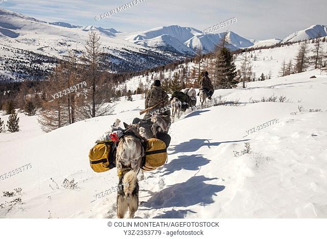 Tsataan ride reindeer towards the Hunkher mountains, spring reindeer round-up, northern Mongolia