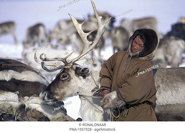 Nentsi nomad in traditional clothing, tying a reindeer in the middle of a herd of reindeer, on the tundra west of the arctic Urals, northern Russia