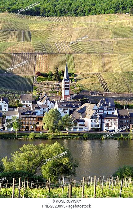 High angle view of vineyard, Moselle River, Rhineland-Palatinate, Germany