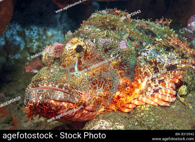 Tassled scorpionfish (Scorpaenopsis oxycephala) lurking at the bottom of coral reef for prey, Pacific Ocean, Yap, Caroline Islands, Micronesia, Oceania