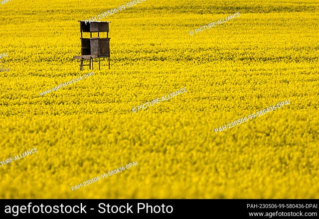 PRODUCTION - 04 May 2023, Mecklenburg-Western Pomerania, Käselow: A high seat of the hunters for game damage prevention stands in a field with blooming rape...