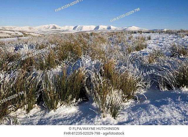 Moorland habitat and rushes covered in snow, Howgill Fells in background, near Sedbergh, Cumbria, England, winter