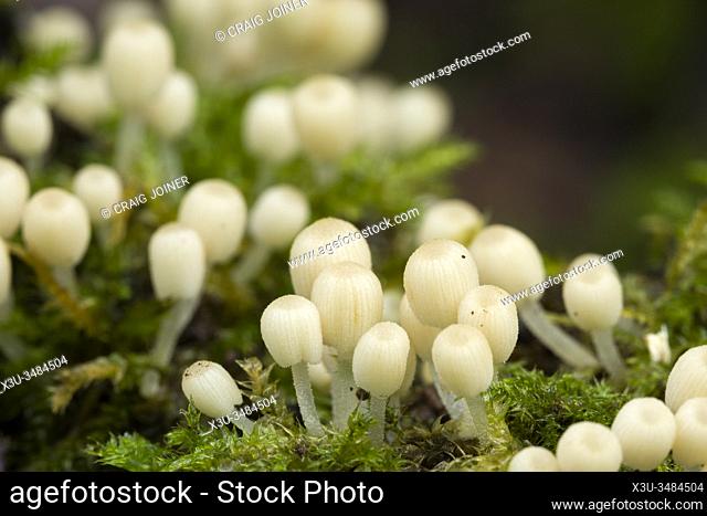 Immature Fairy Inkcap (Coprinellus disseminatus) mushrooms growing on a fallen tree in woodland