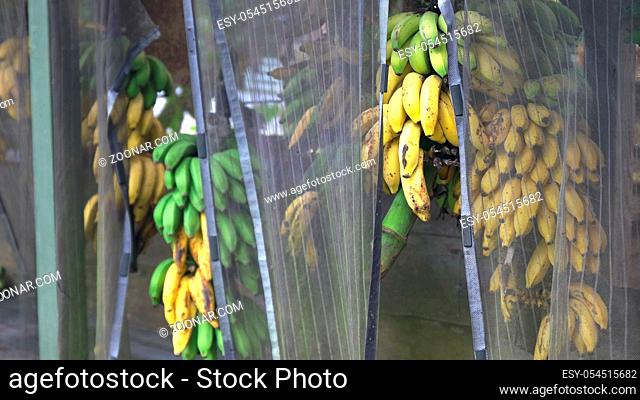 bunches of bananas ripen at a roadside stand on maui's road to hana