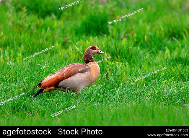 big bird Egyptian Goose in natural habitat. Alopochen aegyptiaca is a member of the duck, goose, and swan family Anatidae
