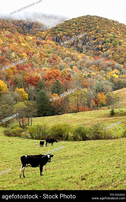 Cattle grazing in pasture surrounded by fall foliage - near Tuckasegee, North Carolina, USA