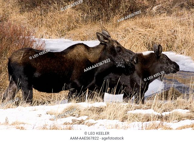 Shiras Moose (Alces alces) in Yellowstone National Park in winter Wyoming