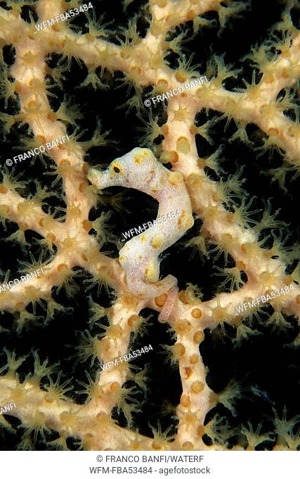 Denise Pygmy Seahorse, Hippocampus denise, Kimbe Bay, New Britain, Papua New Guinea