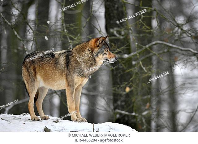 Eastern wolf (Canis lupus lycaon) in snow, captive, Baden-Württemberg, Germany