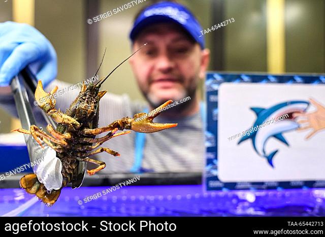 RUSSIA, MOSCOW - DECEMBER 3, 2023: A vendor holds a live crayfish at ""Moskva - Na Volne"", a newly opened fish market at the Gorod Kosino Shopping Centre
