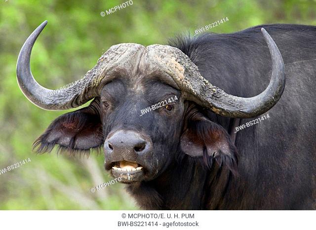 African buffalo (Syncerus caffer), bull, portrait, Namibia, Mahango National Park