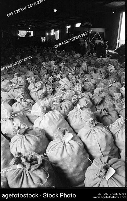 ***SEPTEMBER 1981 FILE PHOTO***  The workers of the Unified Agricultural Cooperative 1. maj in Brezi u Tyn nad Vltavou have sown potatoes on 220 hectares this...